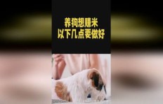 养狗赚钱真的可行吗？隐藏的陷阱你了解多少？