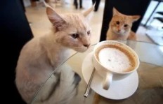 猫不理咖啡真的能盈利吗？它的经营模式有何特别之处？