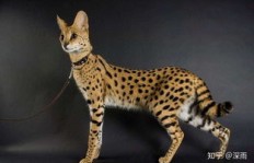 哪种家庭环境能让养布偶猫实现高收益？