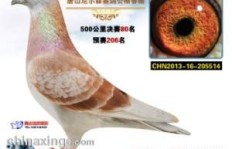 小奇鸽频繁刷QQ，下载内容背后有何奥秘？