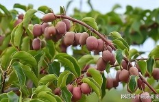 在山上经营哪种水果能带来更高的利润？