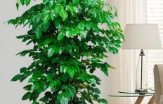 室内种植哪种植物最具盈利潜力？如何选择赚钱绿植？