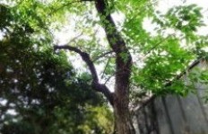 南昌市树究竟属于哪一级别？南昌市树到底是哪种植物？
