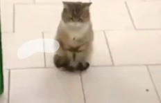 悬崖猫兼职真的存在吗？这份工作背后隐藏了什么？