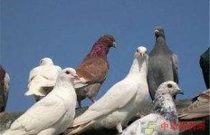 养鸽子真的能带来经济收益吗？如何实现盈利？