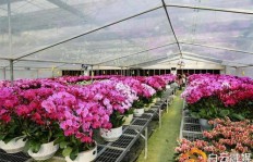 临近春节，卖花生意能否带来可观收益？