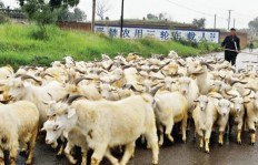 女生在澳洲从事养殖业能否实现盈利？