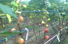 哪种作物种植利润丰厚？探寻高收益农业项目