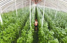 在大庆地区种植哪种蔬菜最具盈利潜力？