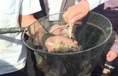 农村市场卖微卡拉鱼能赚钱吗？