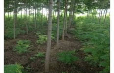 在湖南农村种植哪些树木能带来较高经济收益？