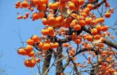 如何种植柿子才能实现高效盈利？