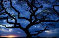夜幕降临，哪些神秘项目悄然生财？