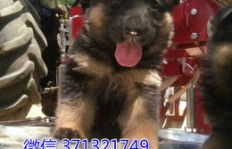 在重庆投资加盟犬舍，能否实现盈利？