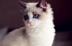 养猫繁殖能否盈利？贴吧热议种猫养殖经济效益