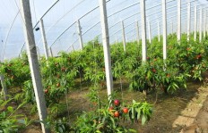 在四川，哪种植物种植收益最高？