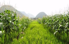 光明农场种植哪种作物收益最高？