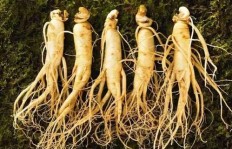 人参种植真的能带来可观收益吗？