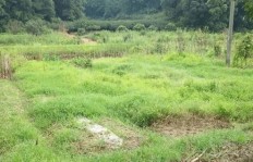 西藏地区种植哪些作物能带来高收益？