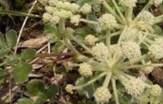 北方山上种药材真的最赚钱吗？哪种药材收益最高？