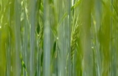 究竟种植哪些作物能带来可观的经济收益？