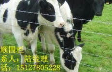 养牛和养羊哪个更赚钱？养殖致富的明智选择是什么？