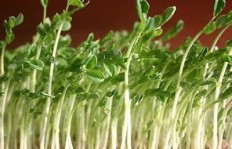 种植芽苗菜真能带来可观收益吗？新手创业必看！