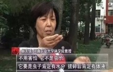 暴打肥龙真的能带来丰厚收益吗？真相究竟如何？