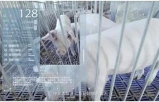 吃鸡主播跨界养猪，盈利模式究竟如何运作？