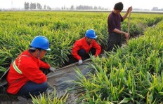 在家种植生姜真的能带来经济效益吗？