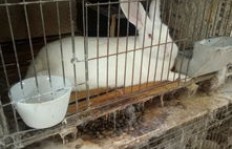 当前农村养兔子能盈利吗？经济效益分析