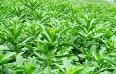 月初种植哪种作物最赚钱？附高效收益图片解析