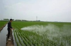 在湖南水田种植什么作物最易盈利？