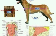 养马犬繁殖能否带来可观收益？新手入行必看的经济分析