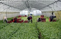国庆过后在上海种植哪些蔬菜最具盈利潜力？