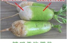 河南种植绿色蔬菜能否带来可观收益？