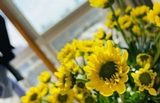 在许昌种植哪种花卉既能赏心悦目又能带来高收益？