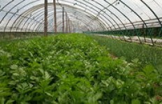 在家种植无公害蔬菜，真的能实现盈利吗？