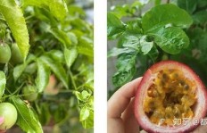 女性种植哪种水果最能实现高收益？