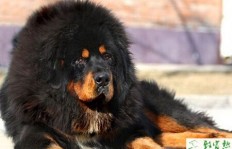 养藏獒真的能赚钱吗？藏獒养殖的盈利前景如何？