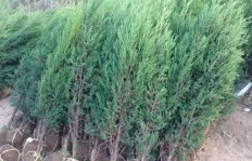 哪种树苗种植最具经济效益？选择哪种树种能带来高收益？