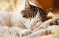想靠养猫赚钱？哪种猫咪品种最适合作为副业选择？