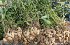 哪里种植花生最赚钱？探寻高收益花生种植地点