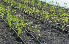 在农村种植哪些蔬菜能带来较高的经济效益？
