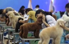 宠物医院背后的供货商利润丰厚吗？他们的赚钱秘诀是什么？