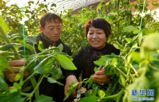 哪种作物在农田种植最赚钱？选择指南助你增收