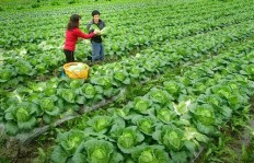 南方水库种植哪种蔬菜最赚钱？您知道吗？