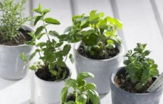 哪些植物喜爱水分？常见好水植物名称大汇总