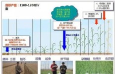三农博主真的能靠种地直播赚钱吗？他们的收入真相如何？