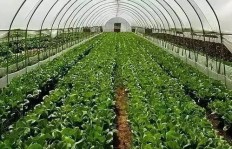 在农村投资建设蔬菜大棚，真的能带来可观收益吗？
